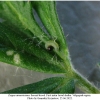 pyr armoricanus larva1 volg22